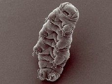 「火星の生物と、未知なる生命体の可能性」を生態学者に直撃! クマムシレベルの最強生物についても!