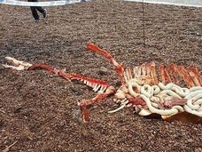 ネッシーの残骸が岸に打ち上げられた!? 白い臓物まで…!=スコットランド