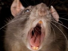 地雷を探すためだけに生まれた生命 ― 遺伝子組み換えネズミ“スーパーラット”とは?