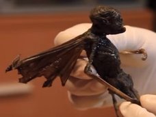 「妖精の死体」がメキシコで発見される! DNA検査、X線撮影実施へ