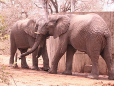 【閲覧注意】ゾウがブチ切れて凶暴化! 人間をボールのように扱って殺害するまで