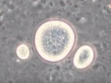 【衝撃】水中を生物のように泳ぎ回る「油」が発見される! メカニズム不明、生命誕生の謎が解明する可能性も!?