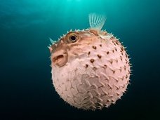 フグの毒とトリカブト併用で完全犯罪が可能!? テトロドトキシンの恐すぎる作用「ゆっくりして逝ってね」