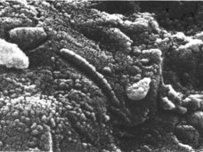 【ガチ】火星の隕石「ALH84001」に生物付着!? NASAが20年間本気で悩み続ける「生命の痕」