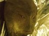 【動画】犬の散歩中に「宇宙人」に遭遇、殺害して死体を撮影した男!ガチすぎてMIBから命を狙われている!?