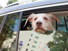 わんぱくな犬が車を運転しスーパーに衝突!?