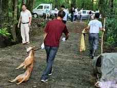 中国農村で“犬皆殺し令”発令! 大量処分の背景に、犬食文化の後退か