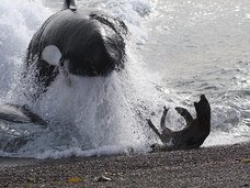 【驚愕】なんという思いやり! ザトウクジラがシャチの攻撃からアザラシを救出