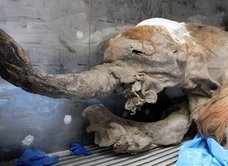 マンモスのクローン計画へ! プーチン大統領の後援でジュラシックパークの世界が実現する!?