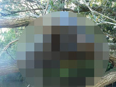 【衝撃】オーストラリアで発見された不気味なUMA死骸写真! 理学博士がトカナに緊急コメント寄せる