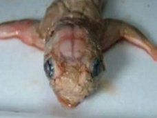 【衝撃画像】人間と爬虫類型宇宙人のハイブリット胎児を18回中絶した女「4歳からずっとレイプされた」