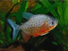 金魚の治療になんと4万円!