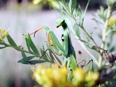 【進化の謎】地球上の生物は多種多様なのに、なぜ人間は一種類だけなのか? 理学博士が驚愕の真実を語った!