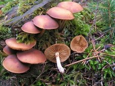 10日間かけてジワジワ死亡…細胞を壊死させる最凶「毒キノコ」はこの2つ!
