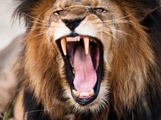 残酷度は共食い以上! ライオンの「子殺し」の実態を獣医が明かす