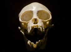 「チンパンジーは煮込み、小動物はポリデントで肉溶かす」骨格標本作りの地獄絵図を獣医師が語る