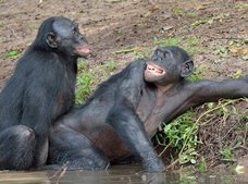 人間にセックスをせがむ淫乱オランウータン、“精液の壁”に棲むチンパンジー…!? 獣医師がサルの性を衝撃暴露