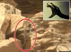 火星を這う「蛇」が発見される! NASA公式画像にクッキリ、理学博士がトカナに緊急コメント「ウナギの可能性も」