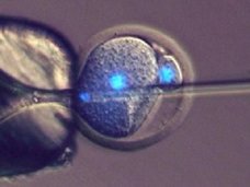 精子だけで子どもを作れることがガチで判明! もうすぐ女は“生む機械”ではなくなる!?(最新研究)