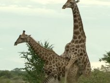キリンの同性愛セックスが官能的すぎる! 「ねっとり絡みつく舌で…」獣医が明かす“動物のBL”が超エロい