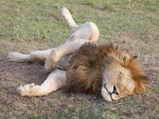 人間にも当てはまる「動物寝相占い」! シカはハーレム暮らし、オランウータンはレイプ魔、草食系は“繁殖系”だった!?