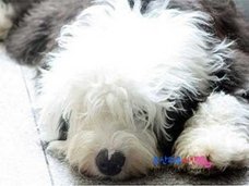 悲劇……韓国・迷子犬が近隣住人に食べられた!