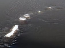 「ネッシーの従兄弟」の映像が激写される! アラスカ州職員が「奇妙な物体」として投稿、世界で大騒動に!