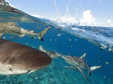 シャークウォッチング中にサメが檻に侵入!
