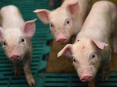 鼻が2つに目が3つの奇形子ブタが誕生