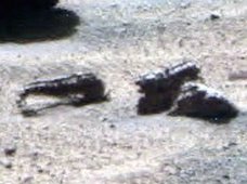 火星で会話中の「エイリアンの幼生」2匹が発見される! ついに現実がフィクションに追いついた!