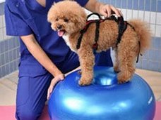 犬食文化への批判高まる韓国で、“ワンちゃん幼稚園”が大盛況!
