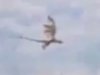 【衝撃動画】伝説のドラゴンが中国上空を飛んでいる! 翼竜の飛来に海外メディア騒然!