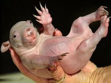 超ショック! 全身が禿げてしまった“グロかわいい”無毛動物16選