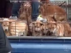 食用犬工場のずさんな管理実態に、韓国内で白熱する「犬食文化」への賛否! なぜかイギリスも介入で……