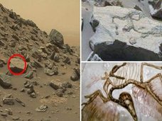 【画像】火星で「始祖鳥」の化石を発見!? 3億年前の火星は生物たちの楽園だった可能性