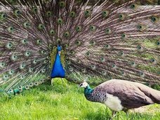 ゲスすぎる「鳥の婚活」は人間にも当てはまる! 獣医「イケメンの鳥はセックスしか頭にない」