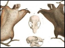 ムササビの不倫がエグすぎる!「膣に栓してペニスでこじ開け」衝撃のげっ歯類セックスを獣医が暴露