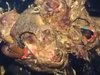 割れた唇、ニュルッと触手… 超グロくてキモすぎる正体不明のモンスターが発見される! 理学博士が緊急コメント