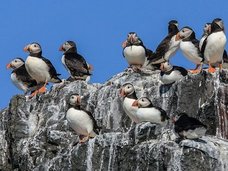 鳥の糞が北極の気温を下げていることが判明! 理学博士が緊急コメント寄せる「地球温暖化の阻止に…」(最新研究)