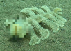 バリ海底でヌルッとした“ペニス型”イボイボ怪獣が激写される! 正体不明の生物にネット騒然、理学博士も検証!