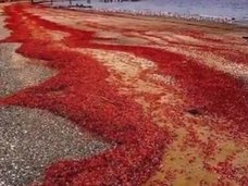 クリスマス島のアカガニ大移動が圧巻すぎる! 理学博士「人間の伝染病が関係」