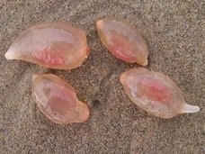 正体不明の“ゼリーモンスター”が米海岸に大量出現→砂浜で暴れる→翌日完全消失! 理学博士がトカナに緊急コメント
