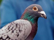 ニューヨークの町中でタカが鳩を狩る姿が目撃される!