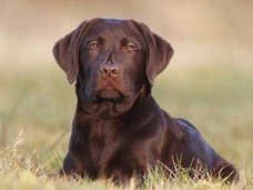 障害を持つ犬がダンスイベントの花形に!?
