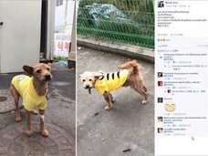ケージから飛び出した乗客の愛犬を射殺! 無慈悲な空港職員に非難殺到