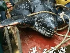 希少動物を食べて精力増強!? 世界最大のウミガメ解体映像がネット流出、キングコブラも……