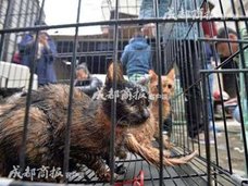愛猫家の恐るべき“裏の顔”……1日100匹を屠畜する「猫肉販売業者」だった!