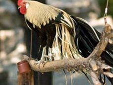 「卵かけご飯や目玉焼きが貴族料理に……!?」史上最悪の鳥インフルエンザが襲来!