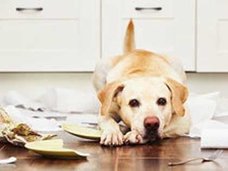 犬に二重まぶた手術!? ペットの美容整形ブームの中国で、人間顔負けの高額医療裁判が頻発!