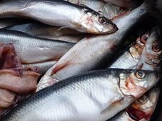 魚臭症「TMAU」 ― 死んだ魚の臭いがする奇病で社会から拒絶された美女・カミーユの場合